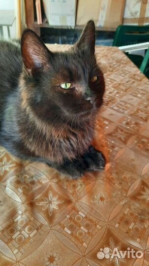 Кошка в дар бесплатно