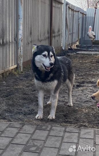 Собака улыбака