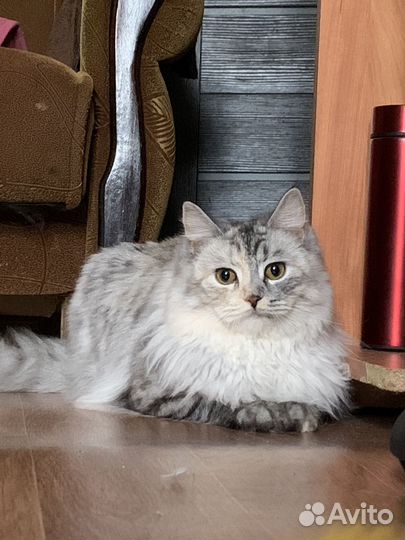 Кошечка на вязку