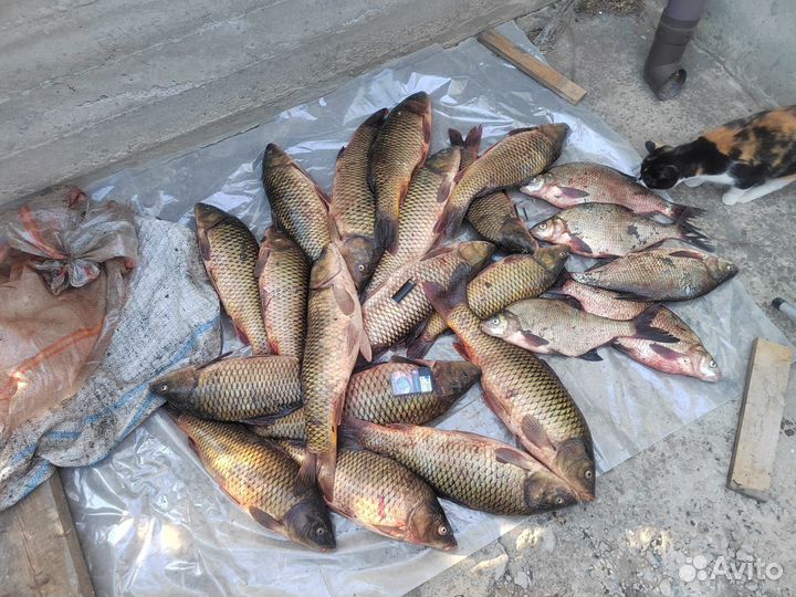 Свежая рыба сазан