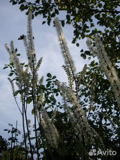 Флокс пирамидальный Розалинд, клопагон