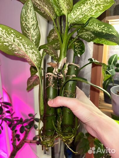 Урокрененные диффенбахии