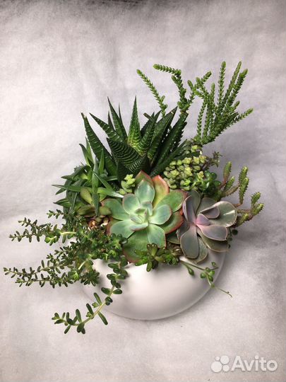 Кактусы и суккуленты