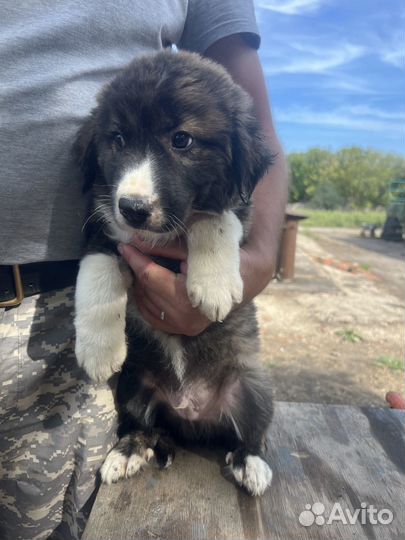 Щенок мальчик