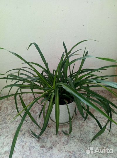 Хлорофитум