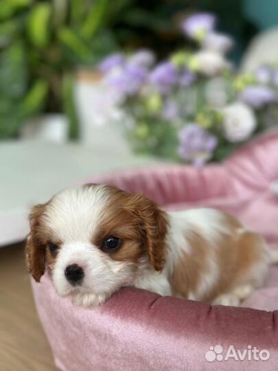 Кавалерчики мальчик и девочка