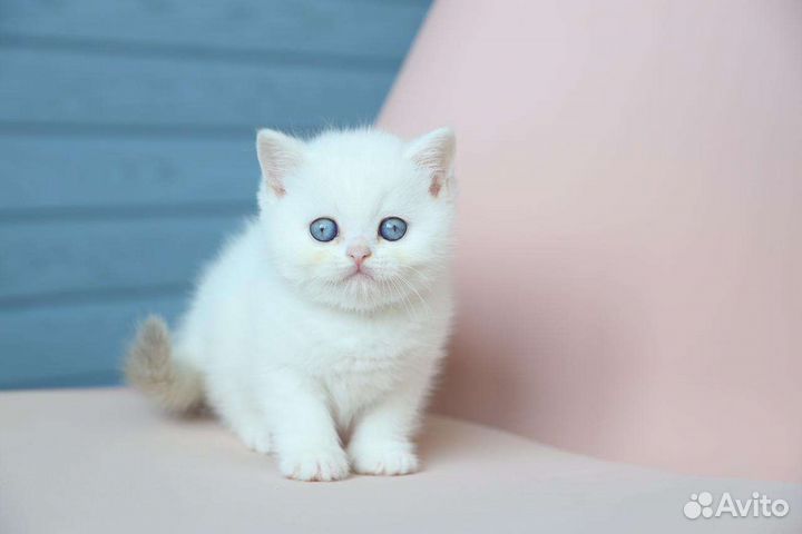 Очаровательный британский мальчик