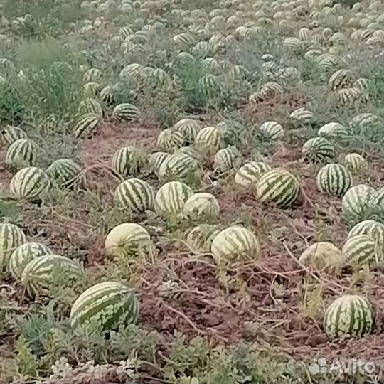 Семена арбуза, атаман, барака, Каристан, Продюссер