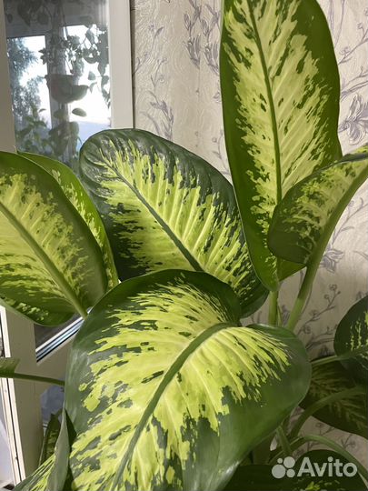 Диффенбахия