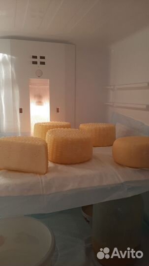 На корм скоту сыворотка, обмен на поросят