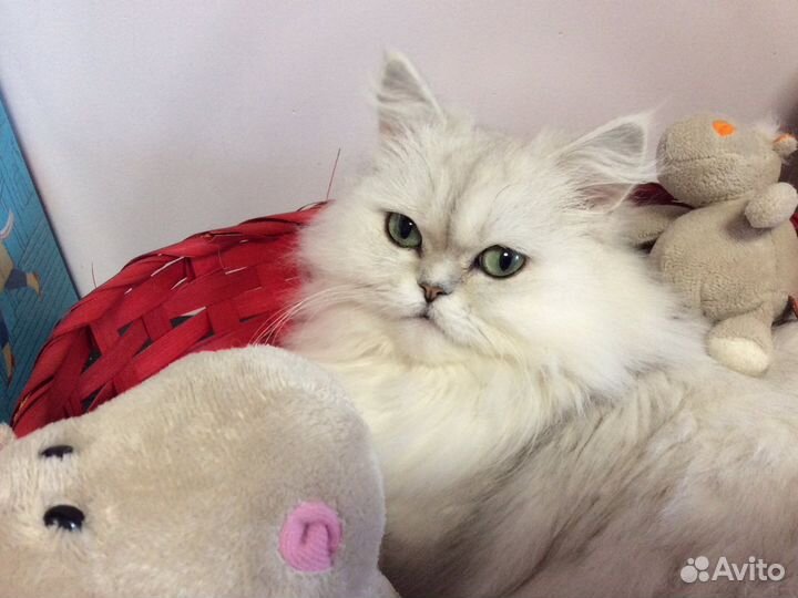 Британская длинношерстная серебристая шиншилла