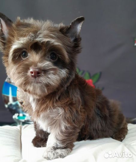 Девочка Цветной Йорк