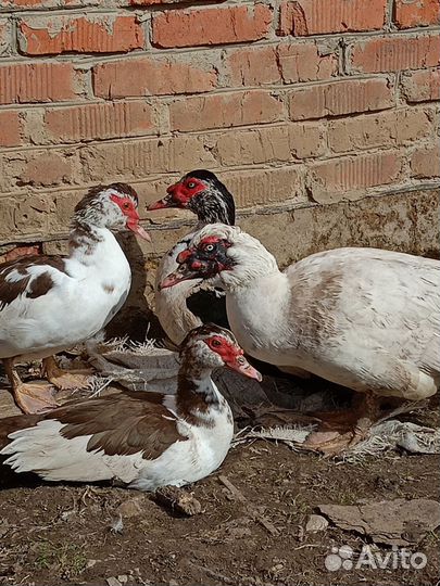 Мускусные утки