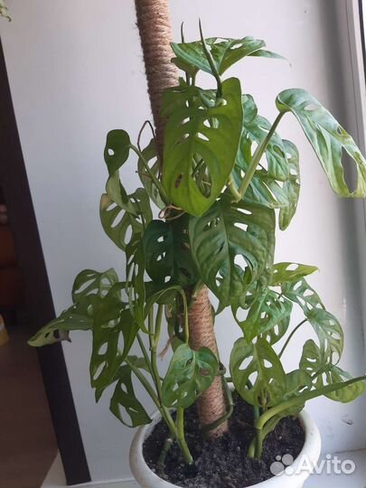 Монстера Адансона/ Манки маск