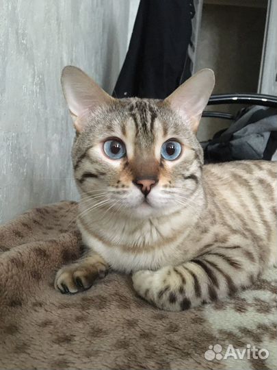 Вязка бенгальский кот
