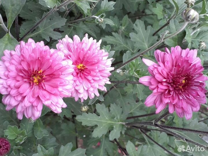 Хризантемы, кусты с корнем