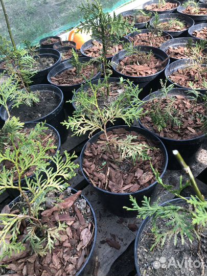 Туя в ассортименте