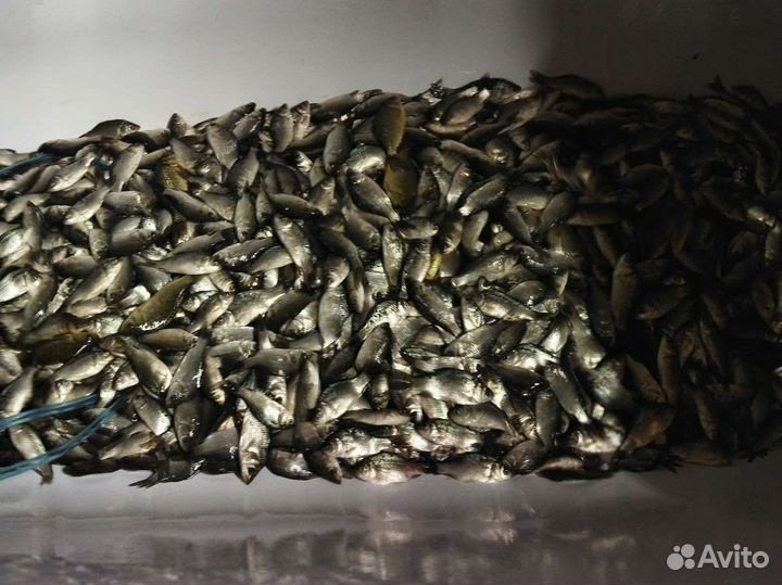 Карась живец