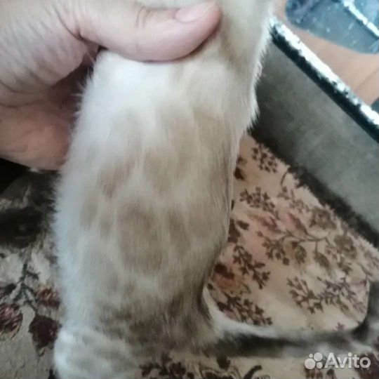 Бенгальские котята