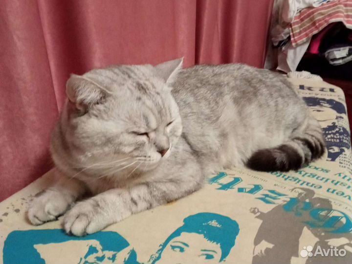 Шотландский кот на вязку