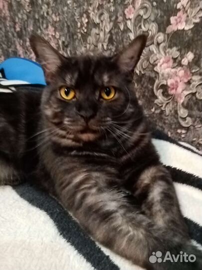 Кот
