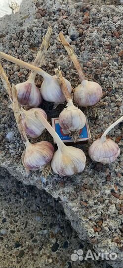 Чеснок