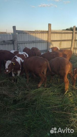 Бычки 3-5 месячные