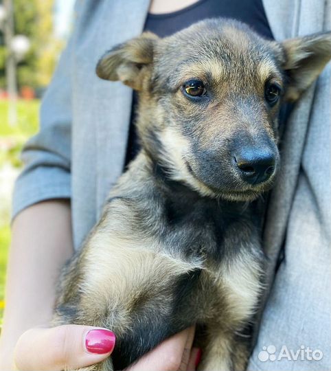 Собака бесплатно