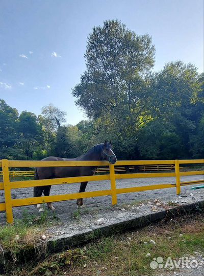 Постой для лошадей Мацеста