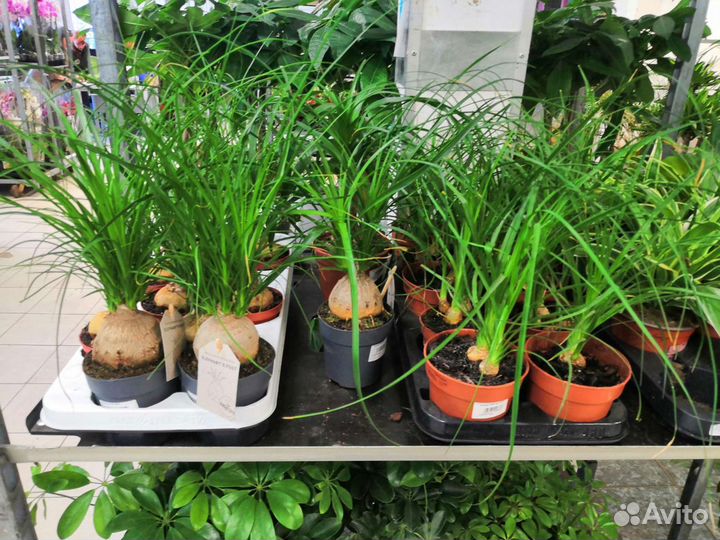 Бокарнея - Нолина. Оптом и в розницу