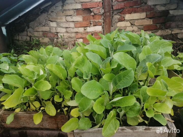 Петунья цветы