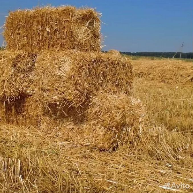 Солома в розницу. Солома пшеничная тюк (20 кг). Просяная солома. Квадратный тюк соломы. Тюки из соломы.