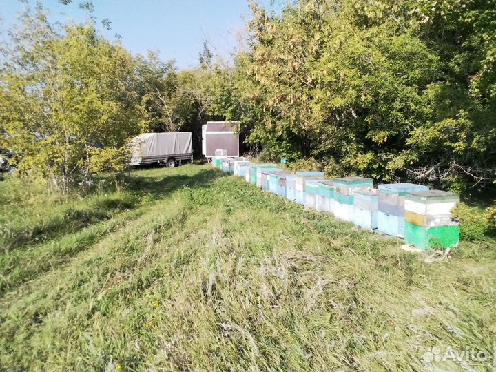 Мед с личной пасеки оптом