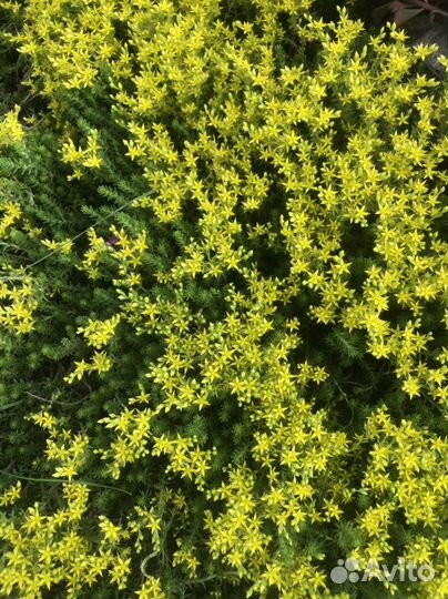 Для альпийских горок