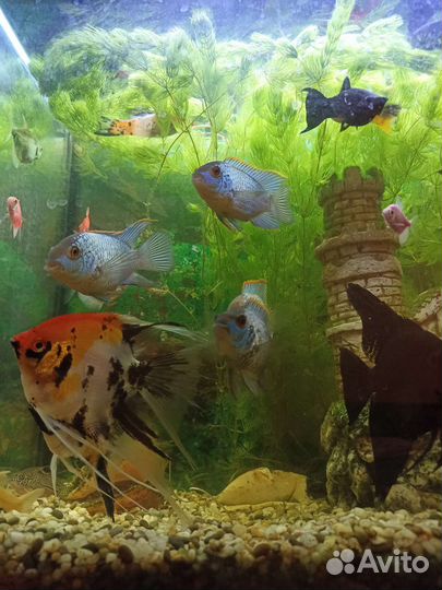 Аквариумные рыбки