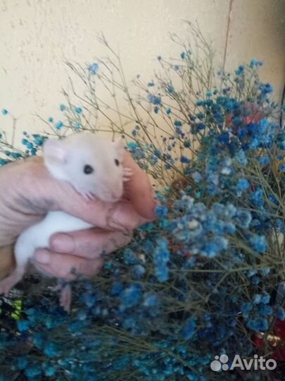 Декоративная крыса дамбо