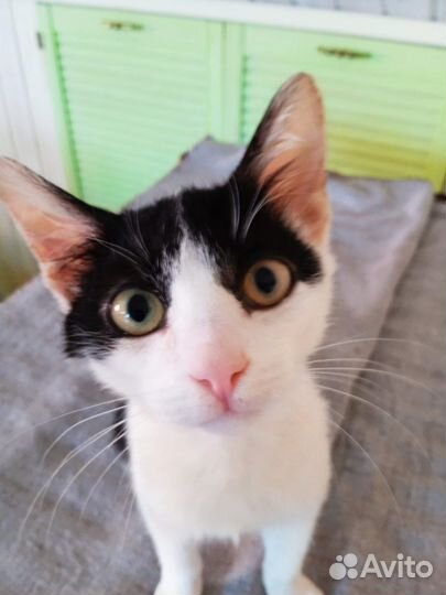 Невероятно ласковый котёнок мальчик 4 мес