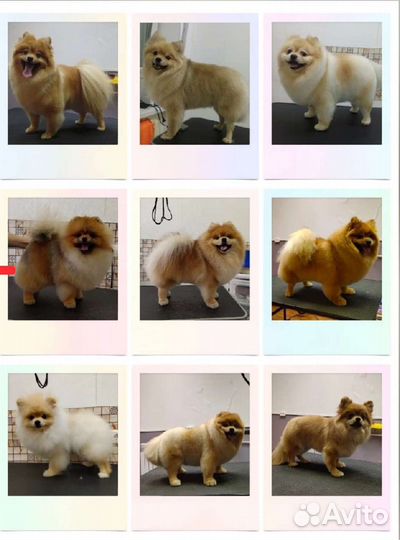 Груминг. Стрижка кошек и собак