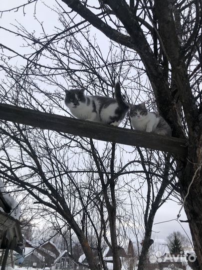 Молодые Кошки и коты бесплатно