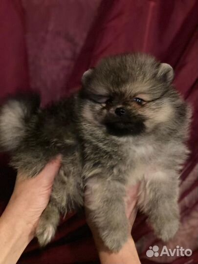 Щенки шпица