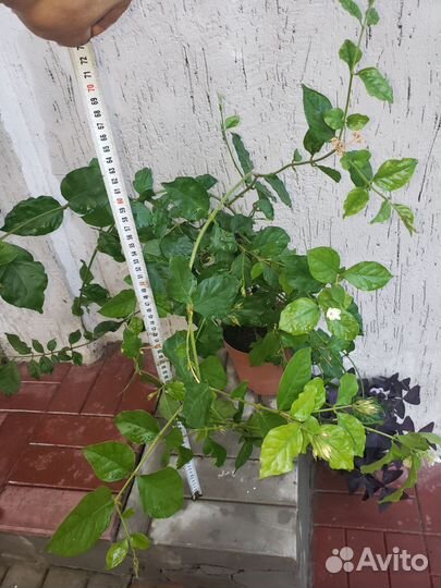 Комнатный жасмин