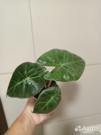 Алоказии, подростки