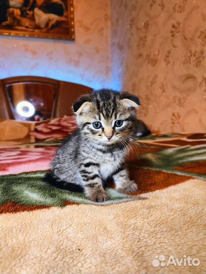 Шотландские вислоухие котята мраморные