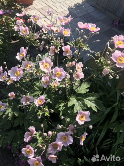 Цветы садовые многолетники