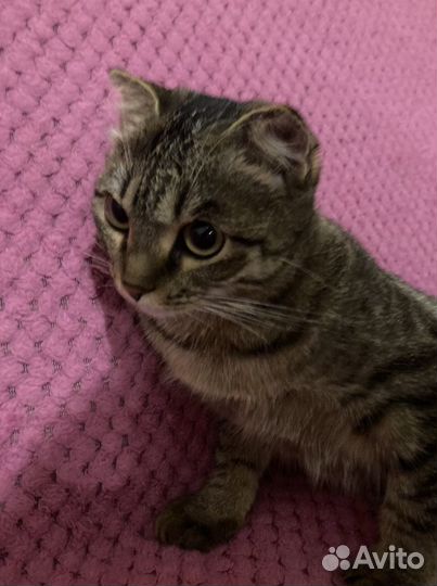 Кошка на вязку