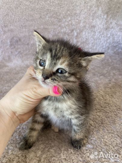 Отдаем котят в добрые руки