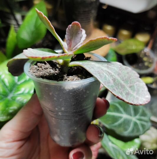 Каланхоэ Куропатка