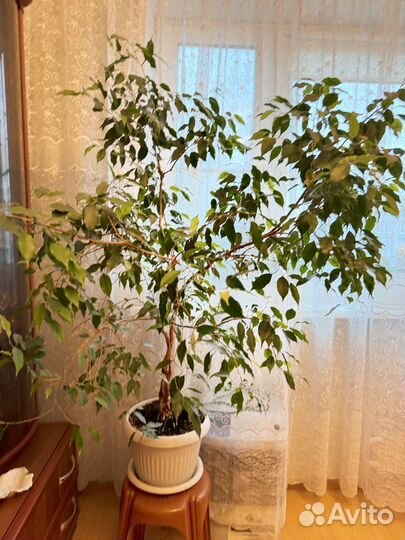 Фикус бенджамина