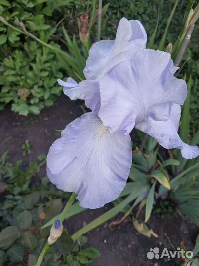 Ирисы сортовые