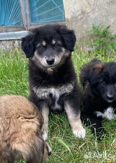 Собака в добрые руки щенок